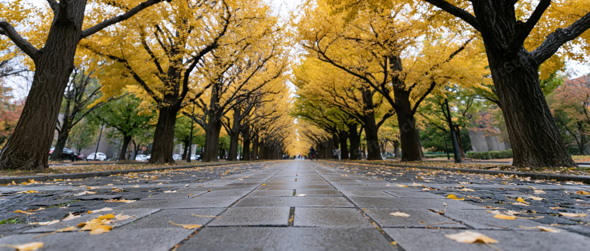 Tree-lined pathway receding into distance with yellow autumn foliage overhead and fallen leaves on wet pavement