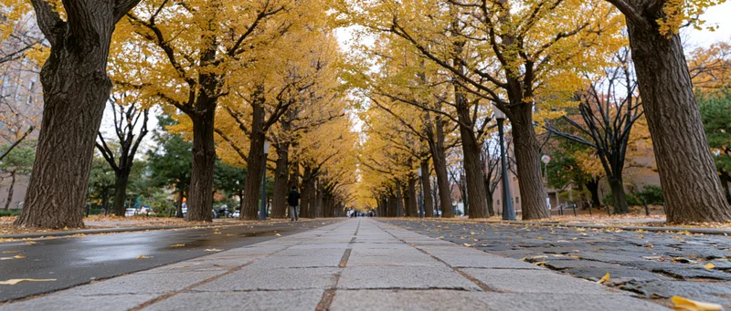 Ginkgo trees lining a wet stone pathway in an urban park during autumn