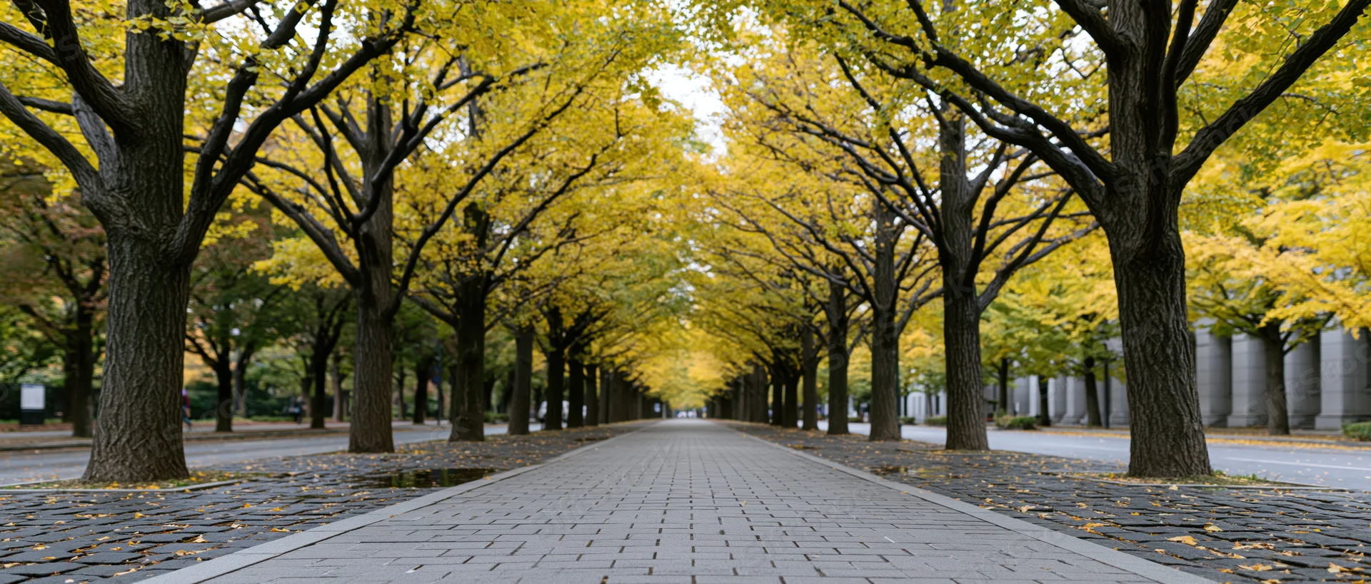 Tree-lined pathway receding into distance in autumn park setting