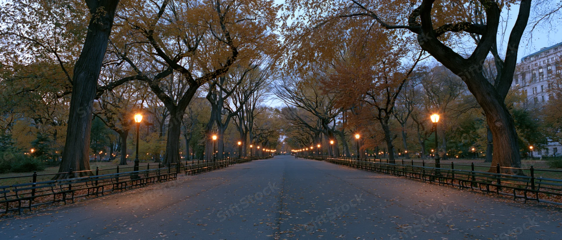Tree-lined pathway in central park at dusk with benches and lampposts along the sides