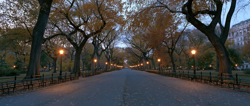 Tree-lined pathway in central park at dusk with benches and lampposts along the sides