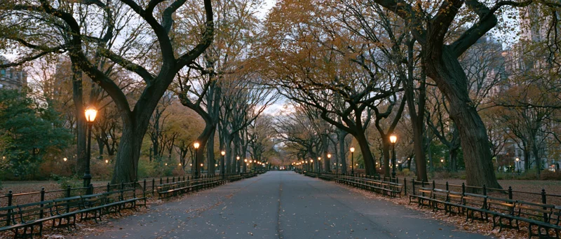Tree-lined pathway in central park at dusk with benches and lampposts along the sides