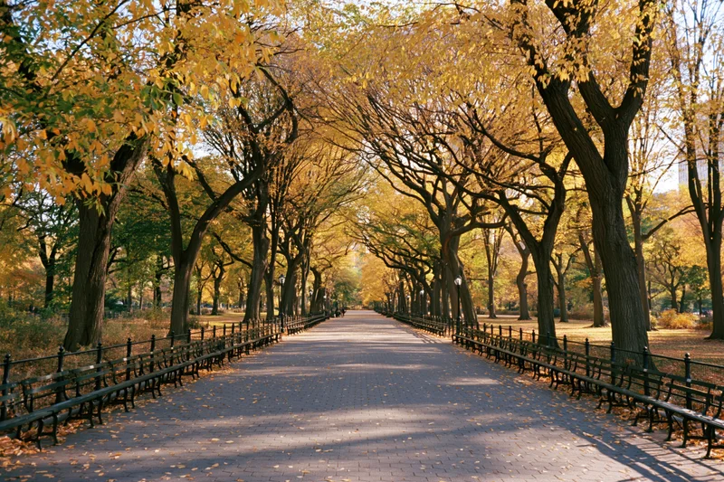 Tree-lined pathway in central park with benches and autumn foliage lining both sides