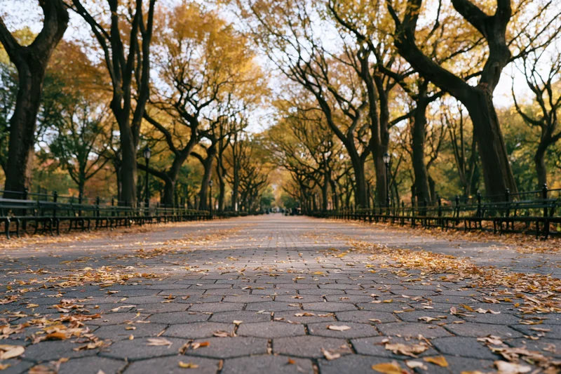 Tree-lined pathway in central park covered with fallen autumn leaves, flanked by benches and tall trees under soft daylight