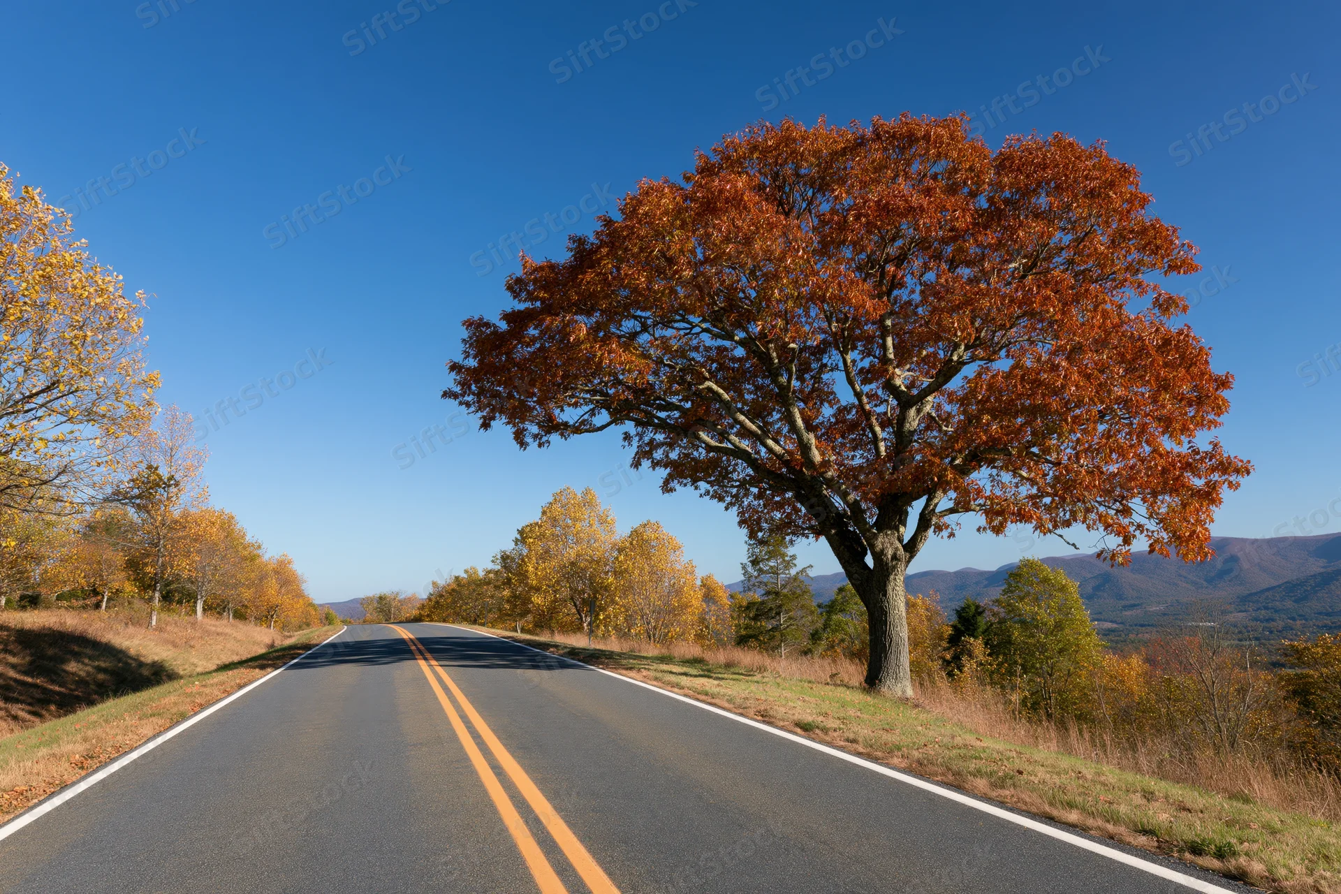 Two-lane asphalt road curving into the distance lined with autumn trees under a clear blue sky