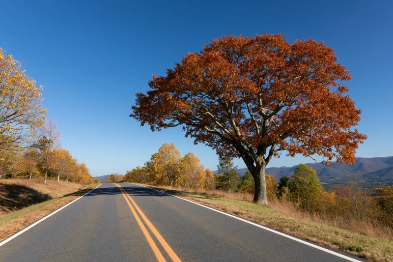 Two-lane asphalt road curving into the distance lined with autumn trees under a clear blue sky