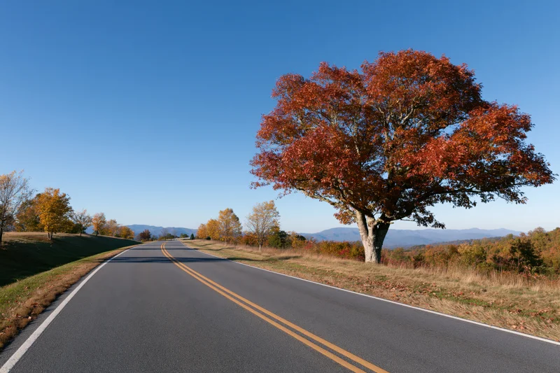 Winding asphalt road with autumn tree on the side under clear blue sky