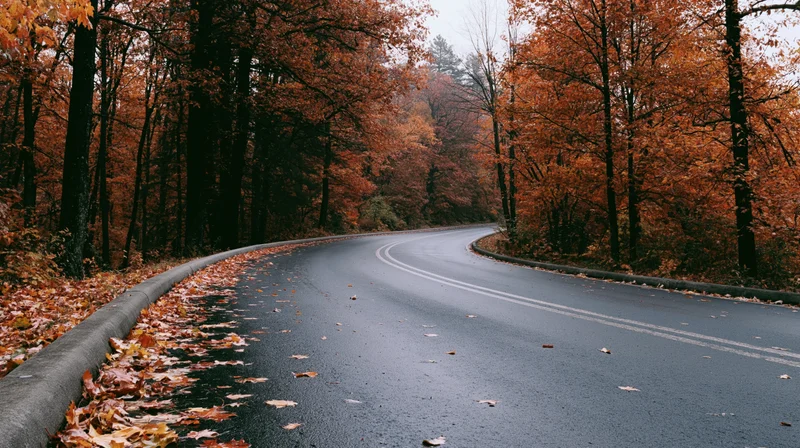 Winding asphalt road curving through autumn forest with fallen leaves on shoulders