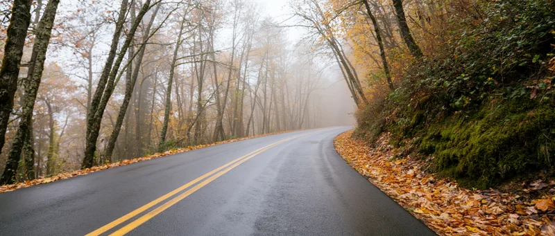 Wet two-lane road curving through foggy autumn forest with fallen leaves lining the sides