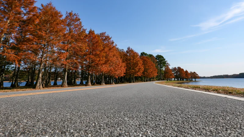 Asphalt road curving alongside a grove of orange-leafed trees beside a lake under a clear blue sky