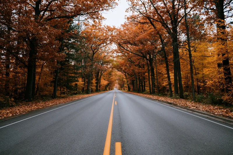 Straight asphalt road lined with autumn trees stretching into the distance