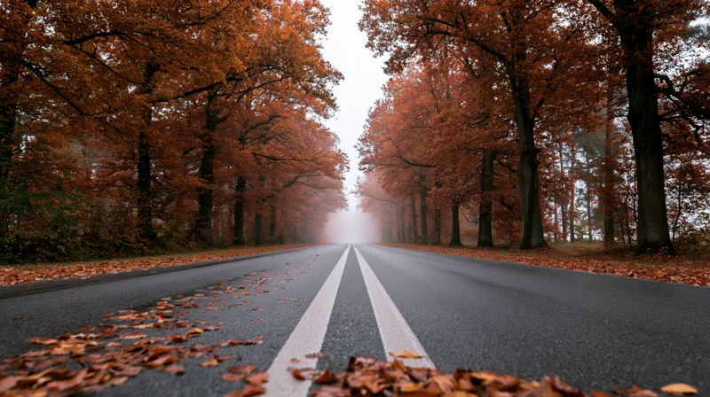 Straight asphalt road lined with autumn trees fading into fog