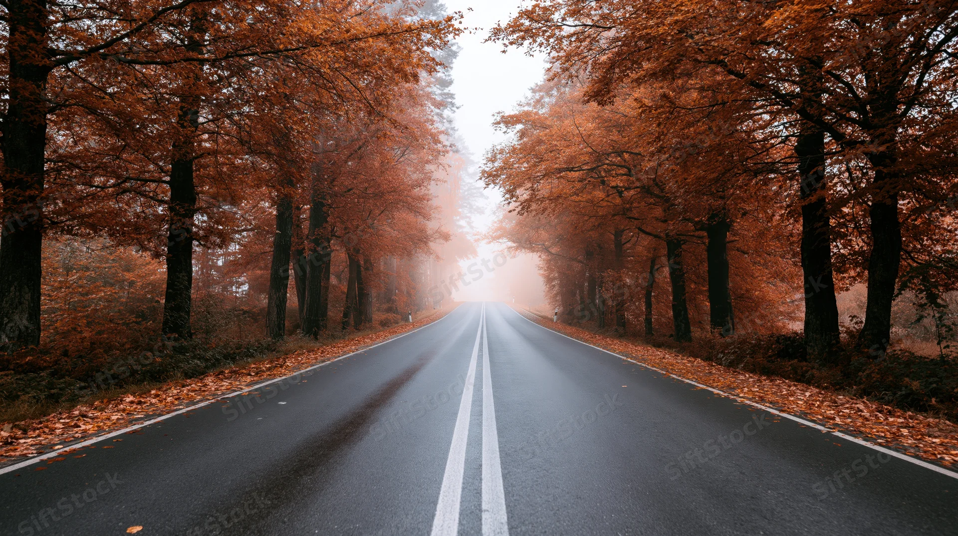 Straight asphalt road lined with autumn trees stretching into foggy distance