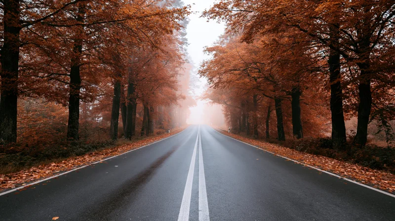 Straight asphalt road lined with autumn trees stretching into foggy distance