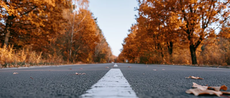Straight asphalt road lined with autumn trees stretching to the horizon