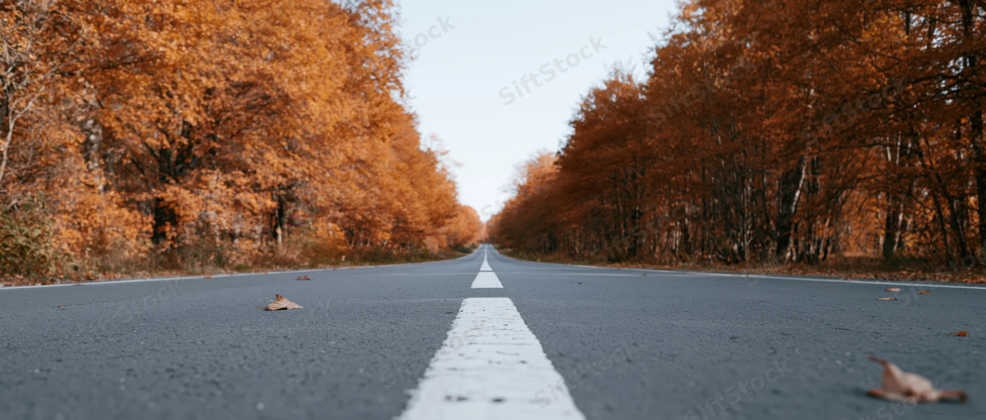 Straight asphalt road lined with autumn trees stretching to the horizon