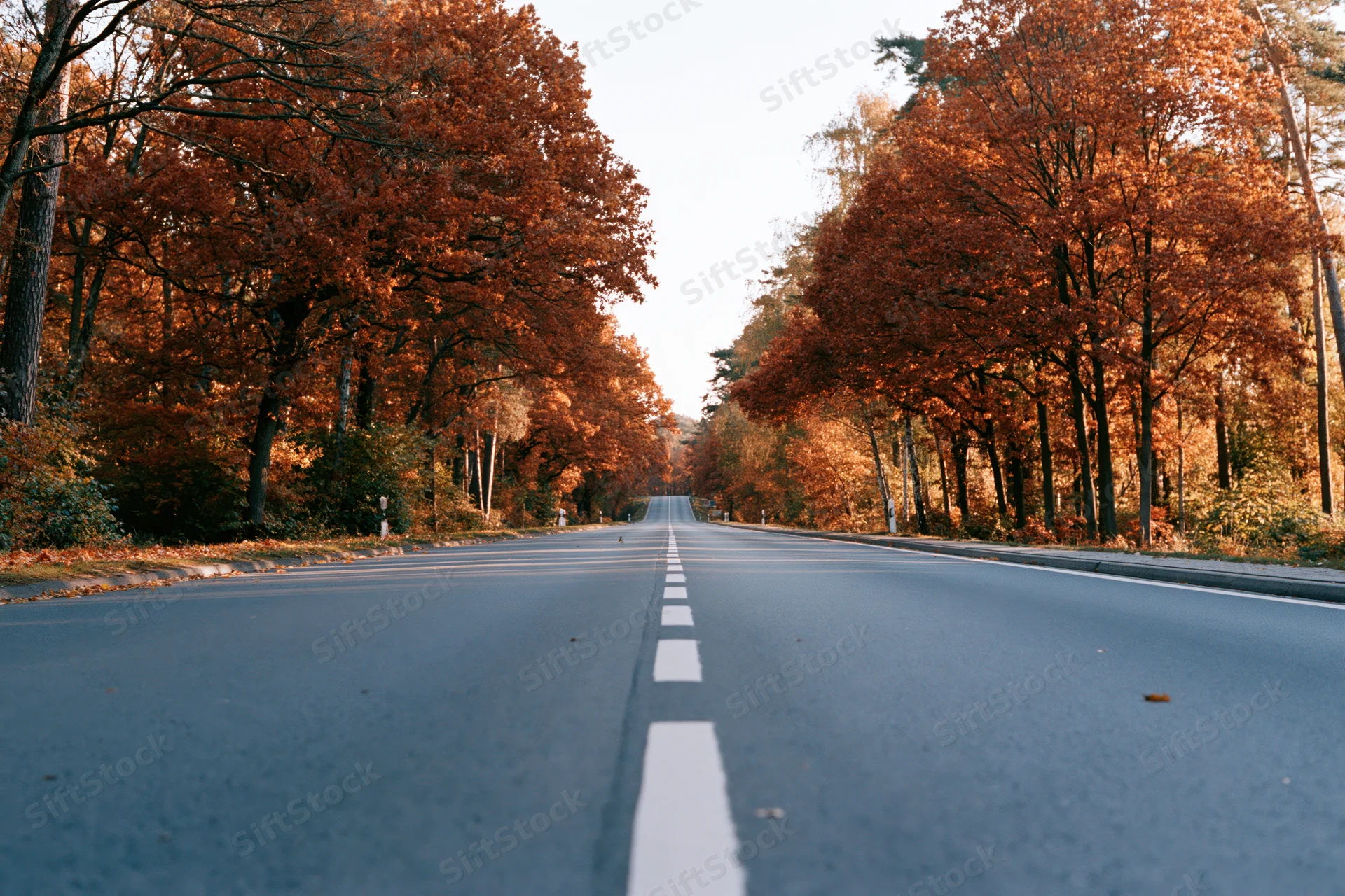 Straight asphalt road lined with autumn trees stretching to the horizon