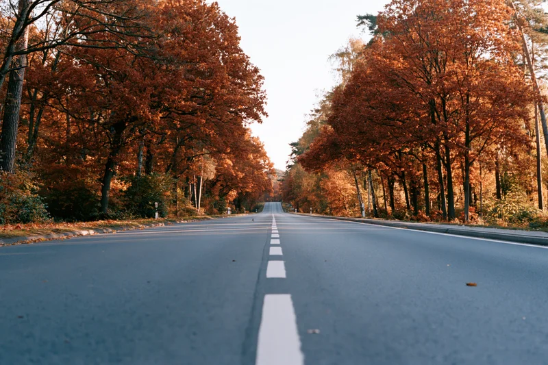 Straight asphalt road lined with autumn trees stretching to the horizon