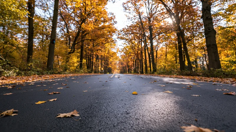 Asphalt road lined with autumn trees and fallen leaves stretching into the distance