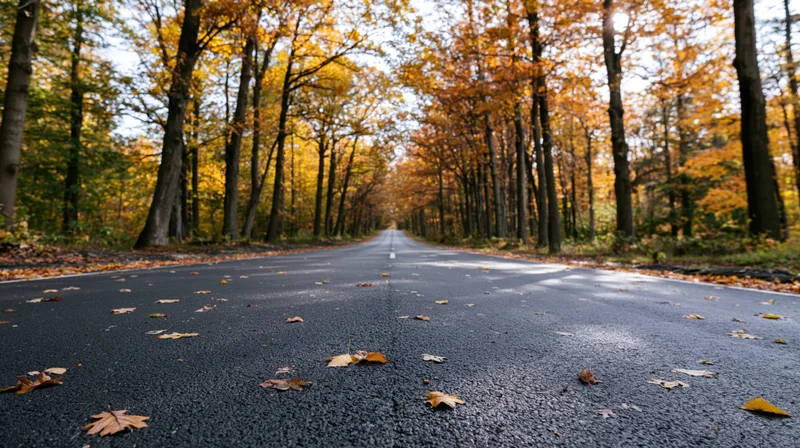Empty asphalt road lined with autumn trees stretching into the distance