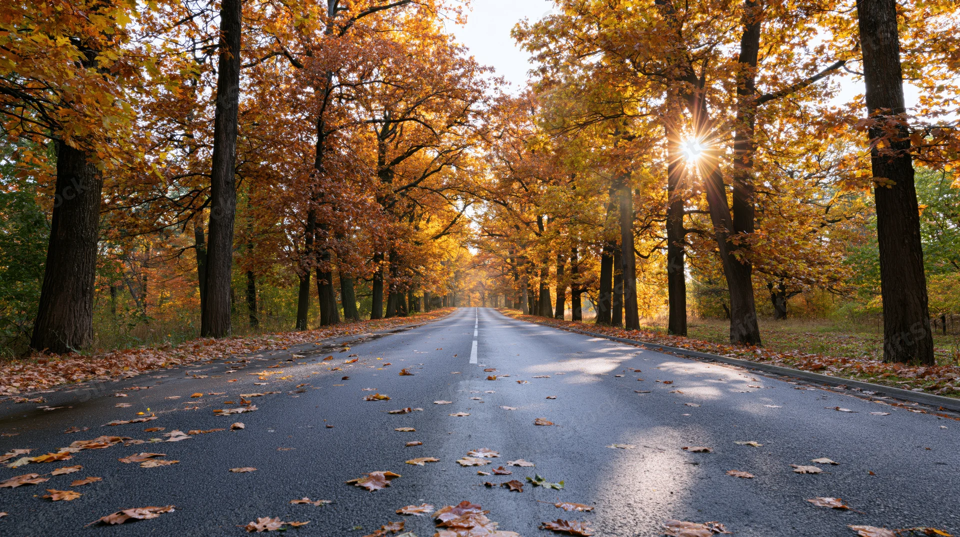 Empty asphalt road lined with autumn trees stretching toward a vanishing point under sunlight