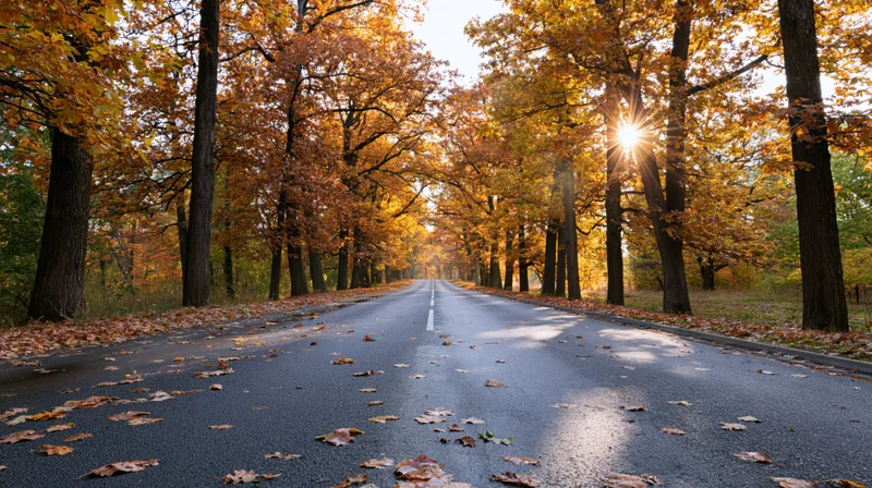 Empty asphalt road lined with autumn trees stretching toward a vanishing point under sunlight