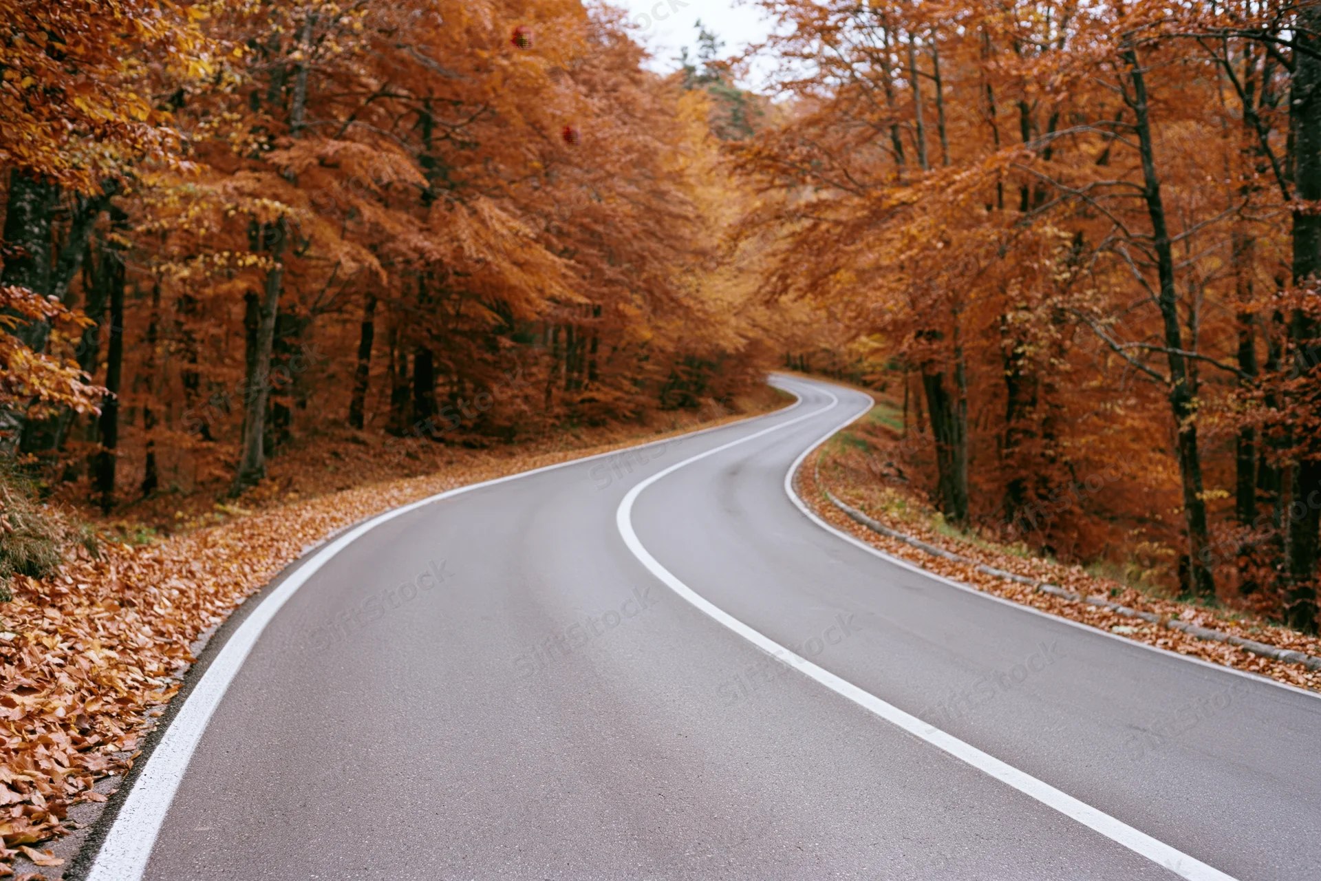 Winding asphalt road curves through autumn forest lined with orange foliage