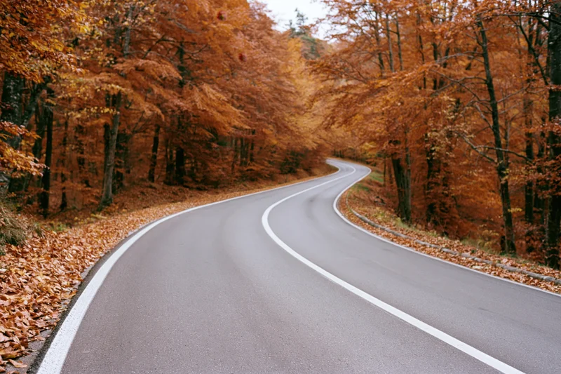 Winding asphalt road curves through autumn forest lined with orange foliage