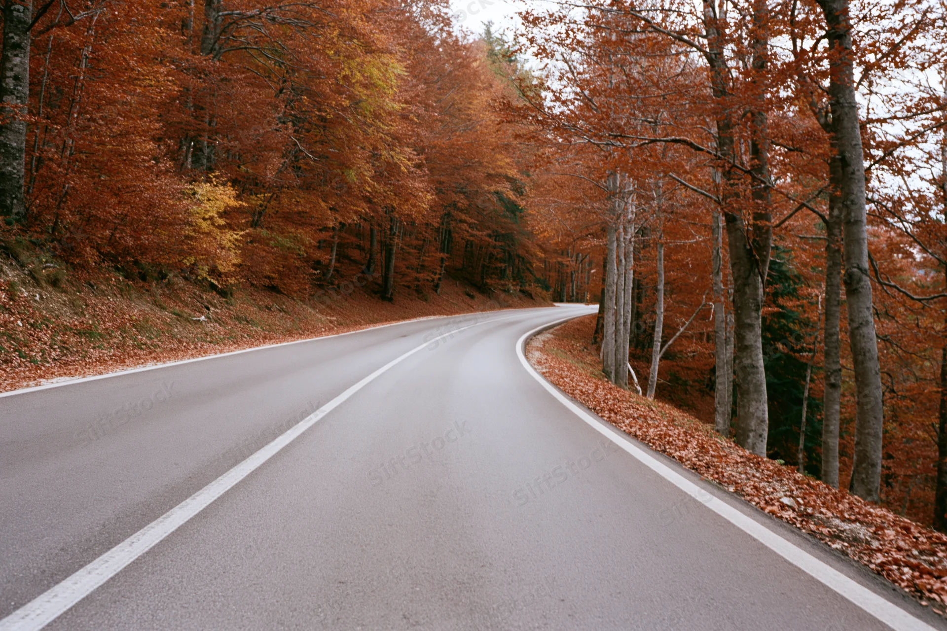 Winding asphalt road curving through autumn forest with colorful foliage and fallen leaves along the roadside