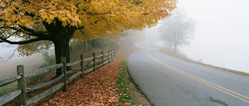 Winding country road curving into dense morning fog beside a leafy tree and wooden fence