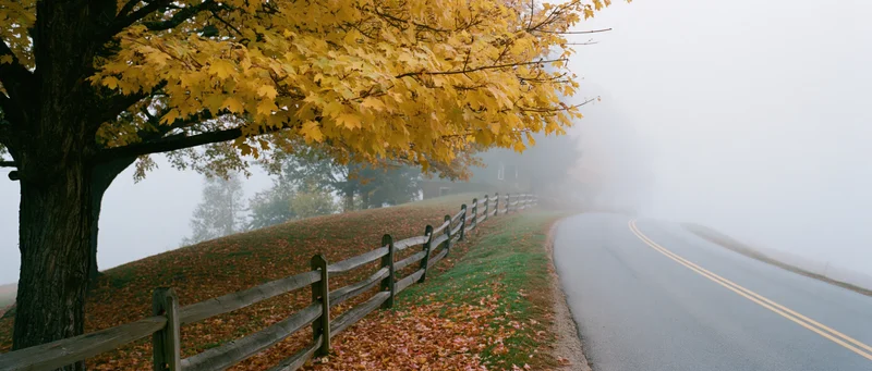 Winding country road curving into dense fog beside a yellow-leafed tree and wooden fence