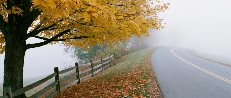 Winding country road curving into fog beside a yellow-leafed tree and wooden fence