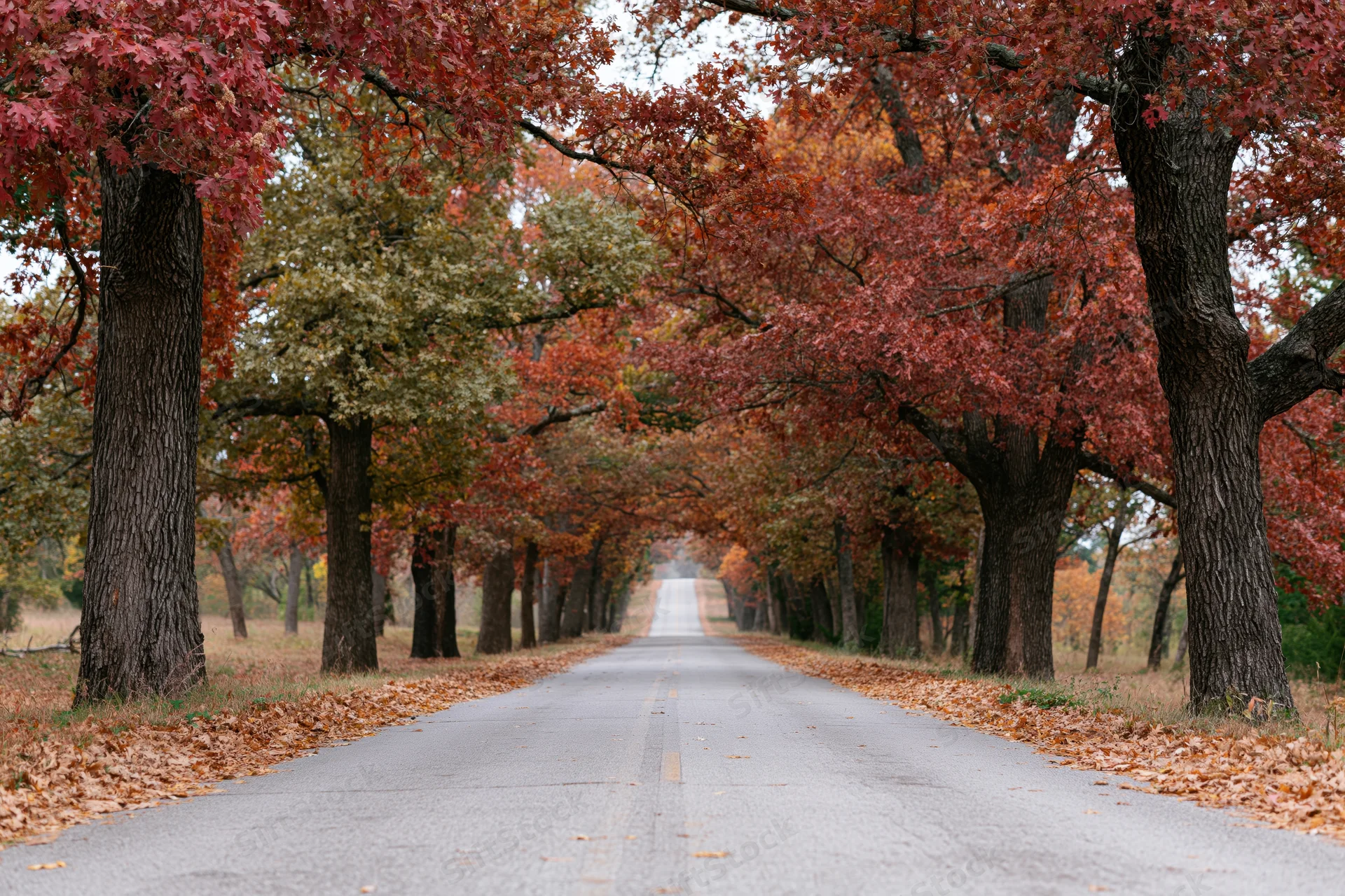 Two-lane road stretching into the distance flanked by autumn trees with red and orange foliage