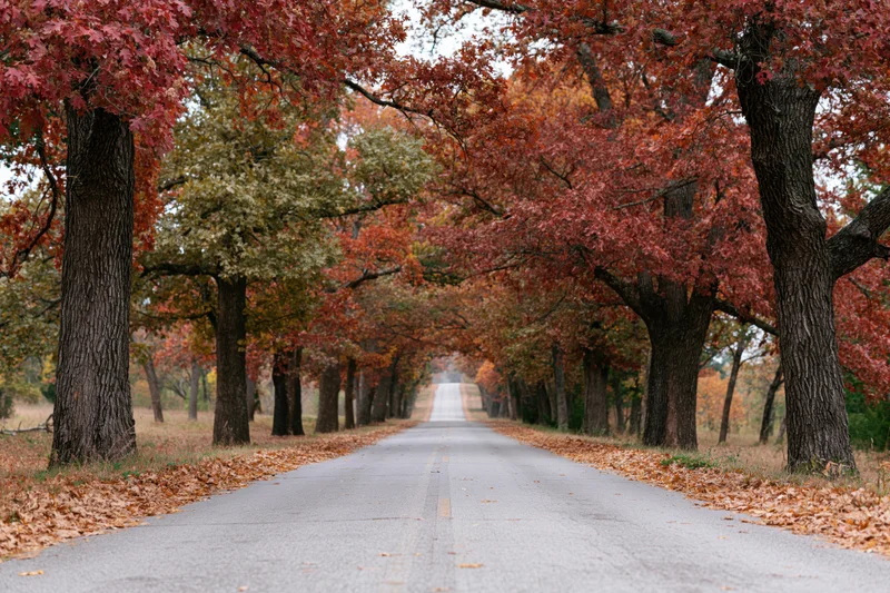 Two-lane road stretching into the distance flanked by autumn trees with red and orange foliage