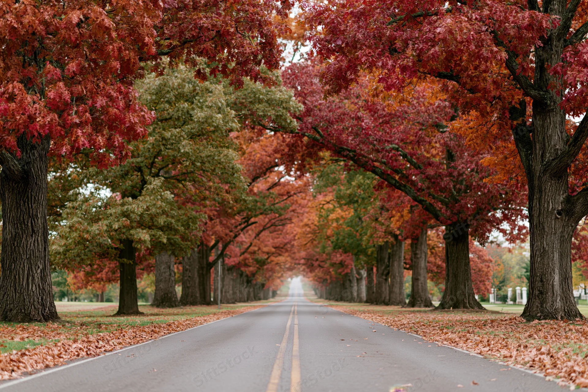 Two-lane road lined with autumn trees stretching into the distance