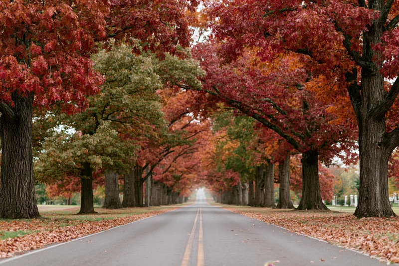 Two-lane road lined with autumn trees stretching into the distance