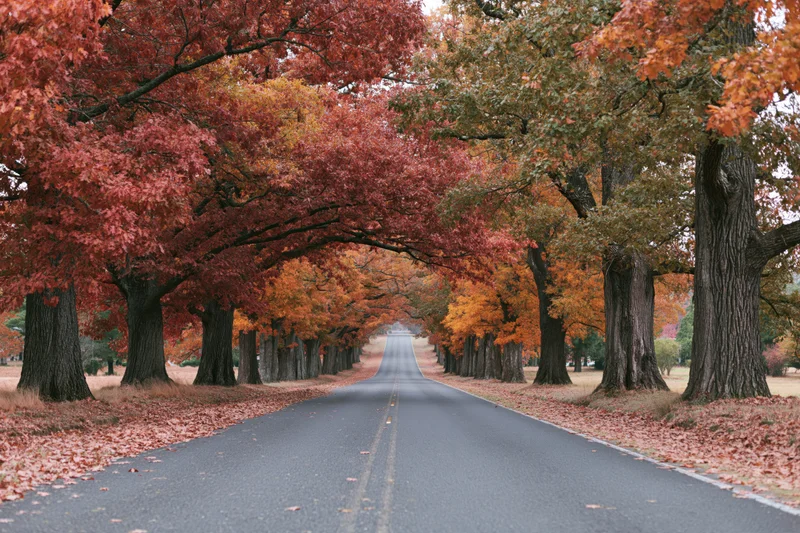 Two-lane road stretching into the distance flanked by trees with autumn foliage