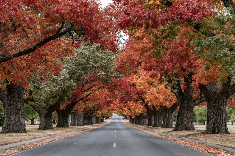 Empty two-lane road stretching into the distance flanked by trees with autumn foliage