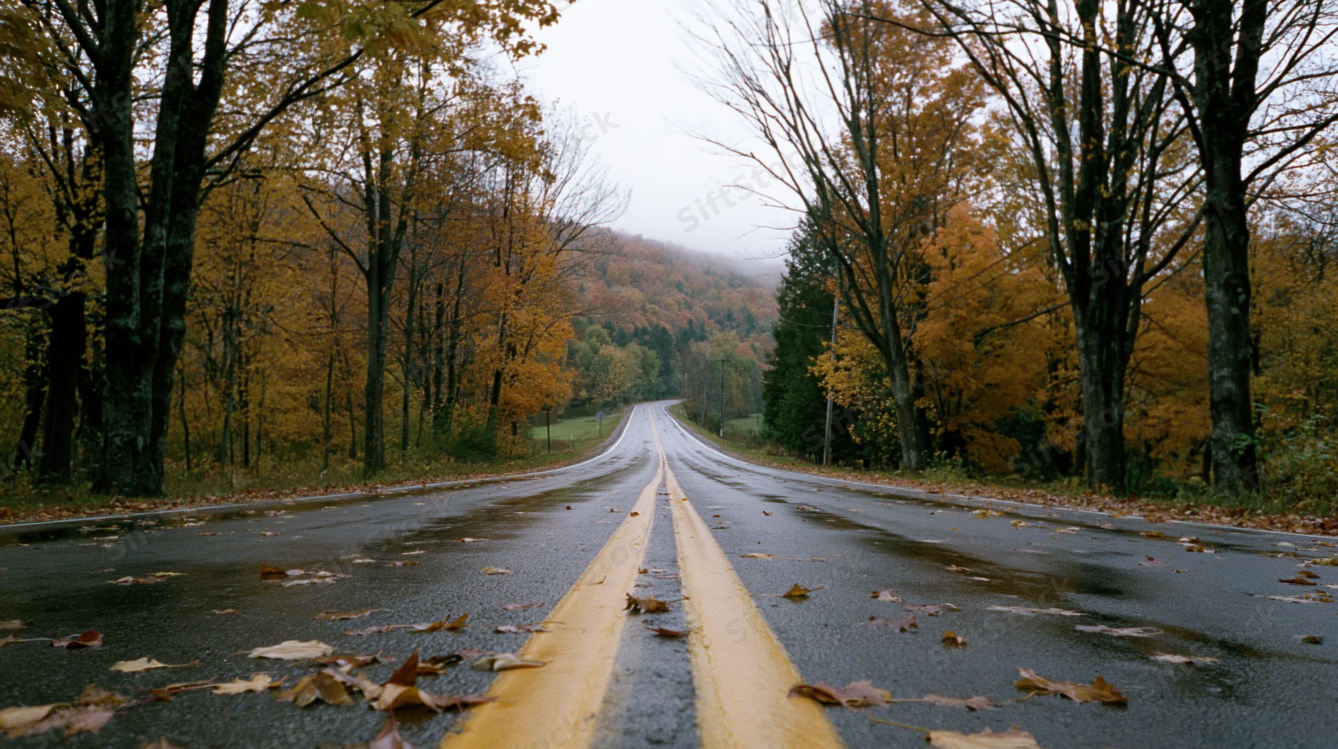 Wet two-lane rural road stretching straight into the distance lined with autumn trees