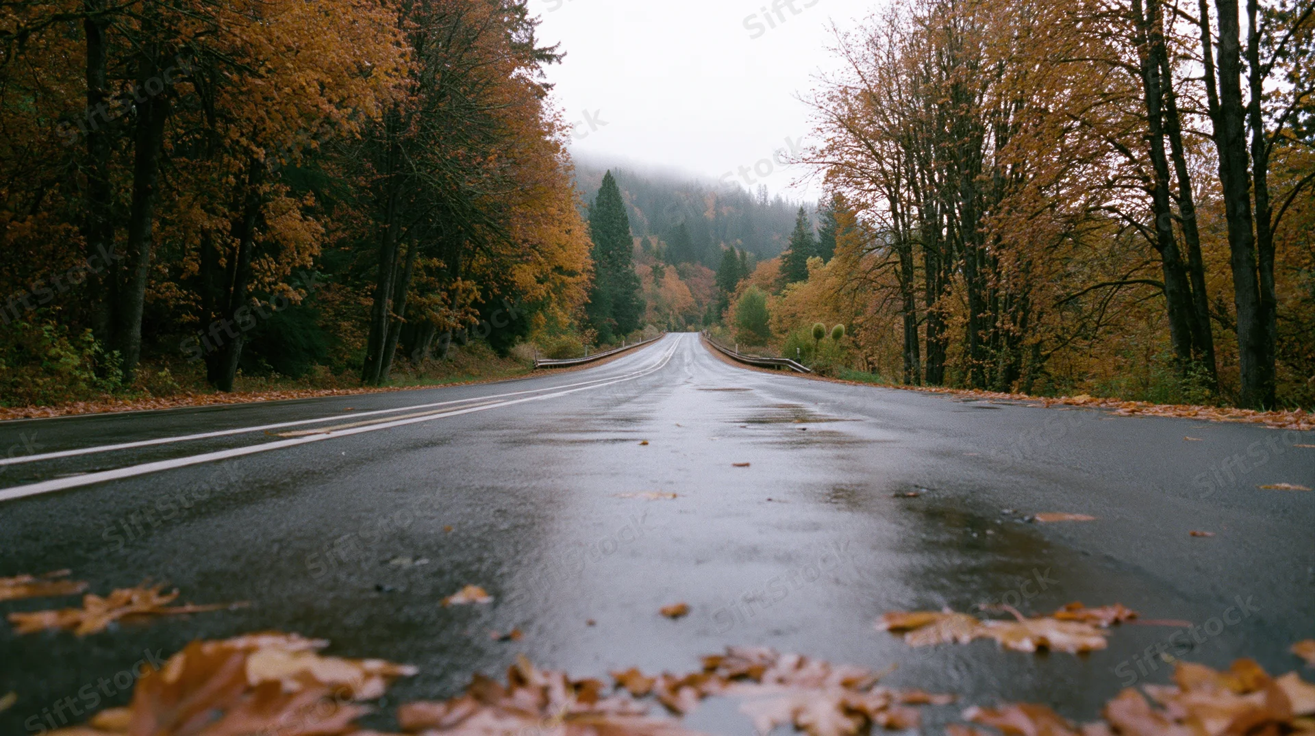 Wet two-lane rural road stretching straight through autumn forest with fallen leaves on pavement