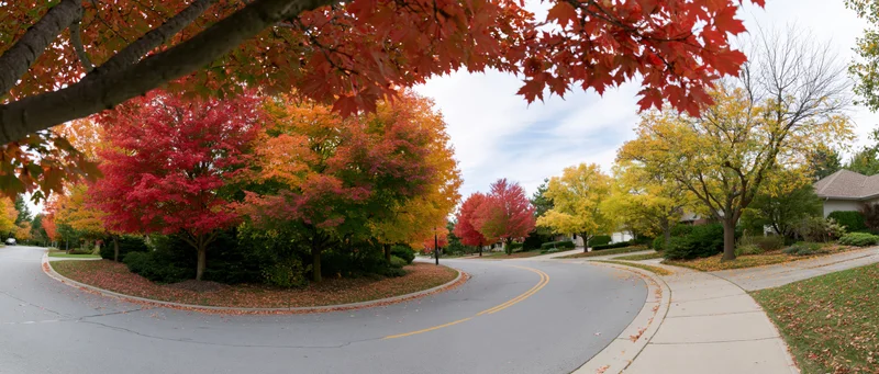 Curved suburban road lined with colorful autumn trees under a leafy canopy