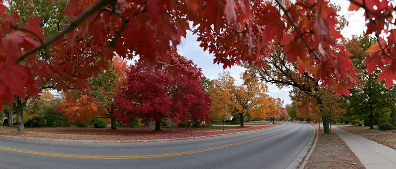 Curved suburban road lined with trees displaying red and orange autumn foliage