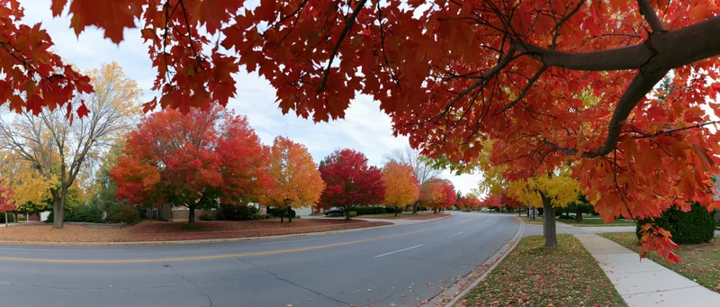 Curved suburban road lined with autumn trees displaying red orange and yellow foliage under a leafy canopy