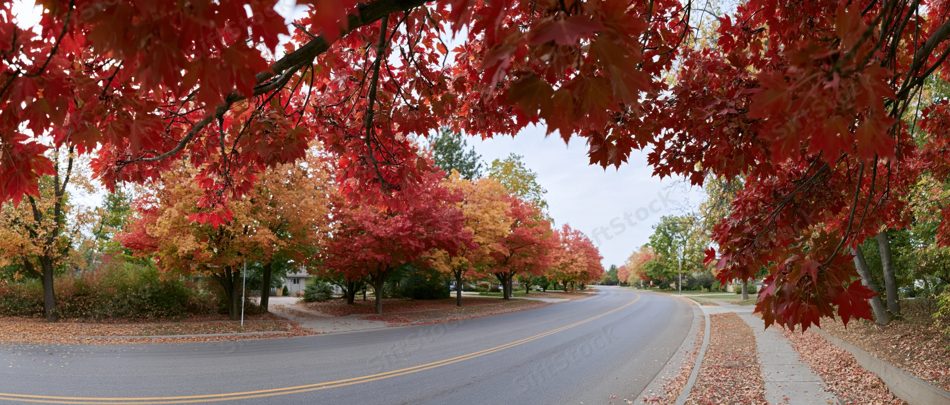 Curved suburban road lined with red maple trees in autumn foliage forming a natural canopy over the pavement