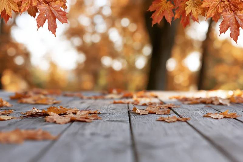 Weathered wooden deck with scattered autumn maple leaves and blurred forest background