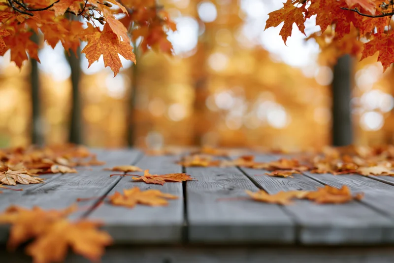 Autumn leaves scattered on a weathered wooden deck with blurred trees in the background