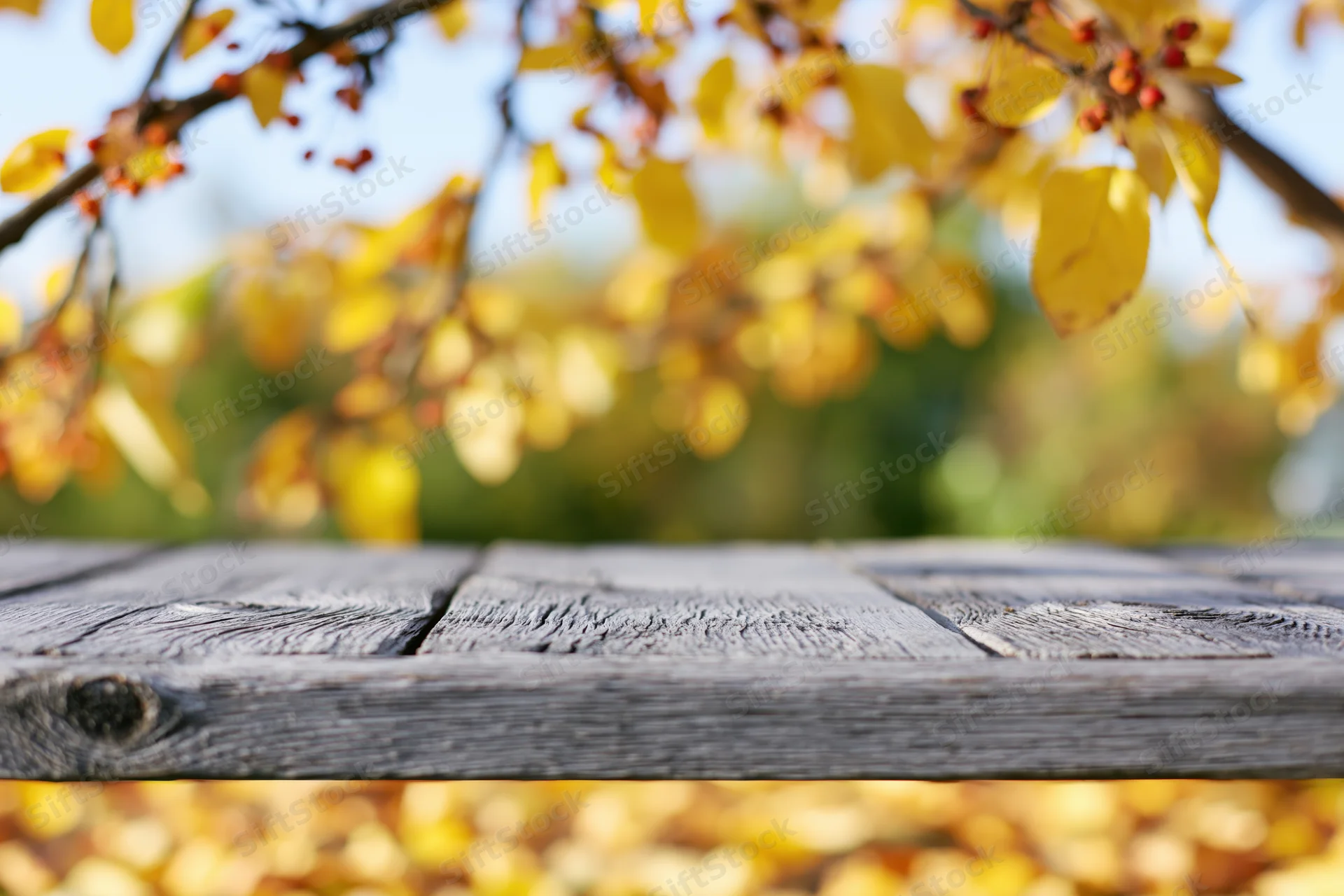Weathered wooden plank surface in foreground with autumn foliage blurred in background