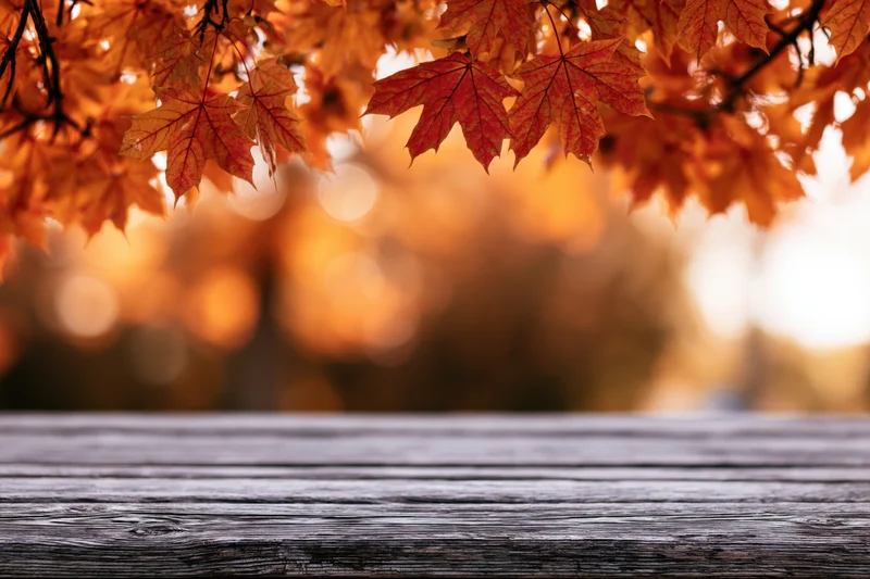 Weathered wooden table surface in foreground with autumn maple leaves above