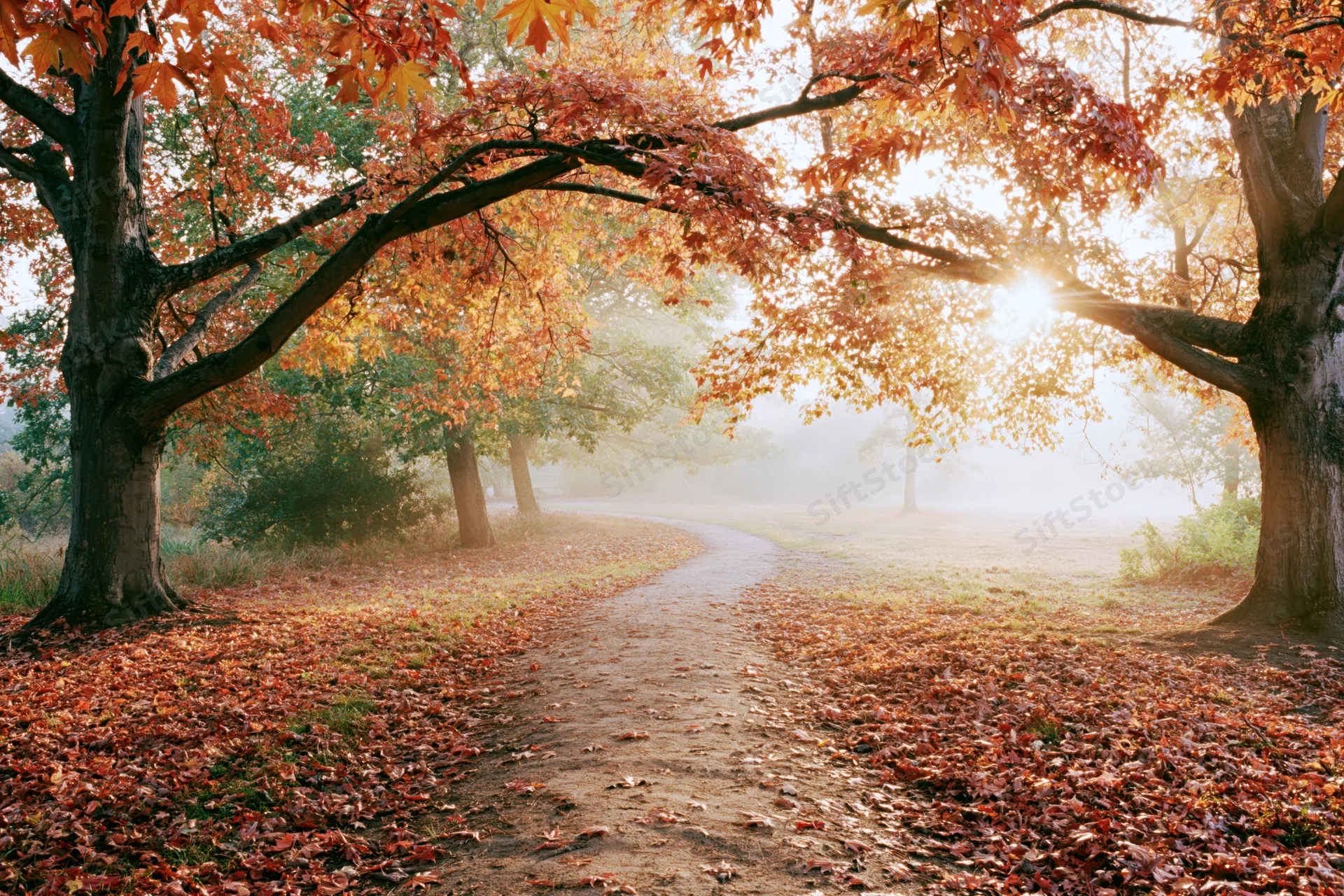 Winding dirt path through autumn trees in a misty park at sunrise