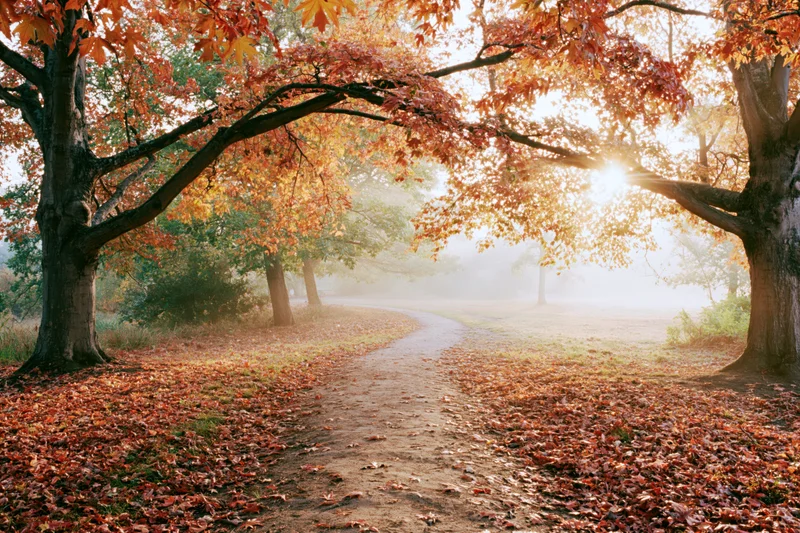 Winding dirt path through autumn trees in a misty park at sunrise